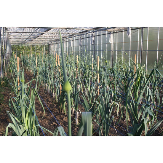 Image Title LEEK; King Richard